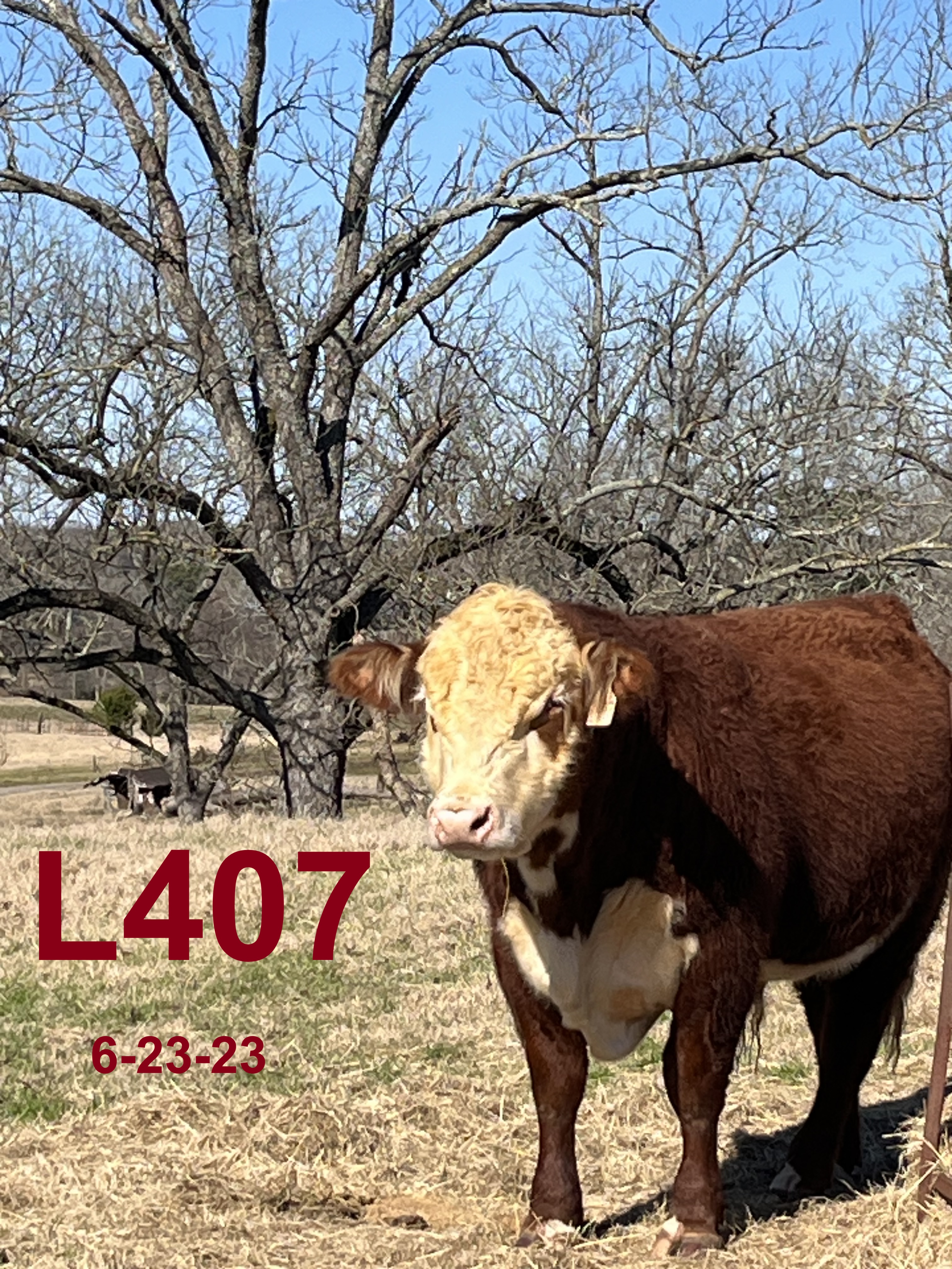 Registered Polled Hereford Bulls